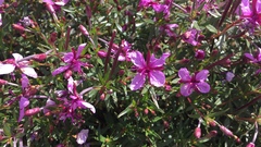 Chamaenerion fleischeri