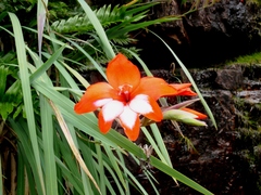Gladiolus cardinalis