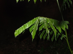 Archidendron clypearia