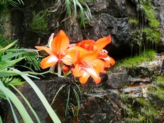 Gladiolus cardinalis