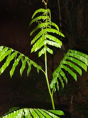 Archidendron clypearia