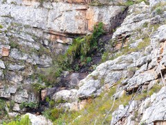 Gladiolus cardinalis
