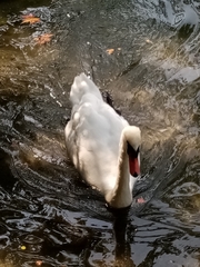 Cygnus olor