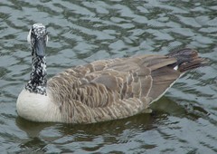 Branta canadensis
