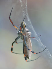 Trichonephila senegalensis