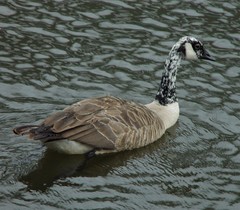 Branta canadensis