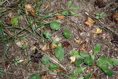Viola alba dehnhardtii