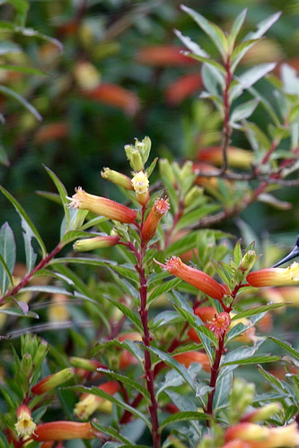 Cuphea micropetala image