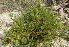 Ulex canescens