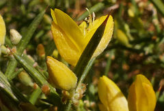 Ulex canescens