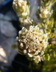 Phylica nigromontana