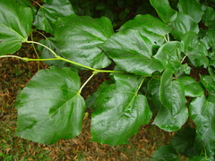 Tilia euchlora