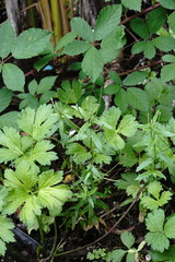 Epilobium roseum