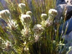 Phylica nigromontana