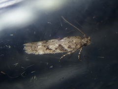 Caryocolum alsinella