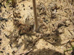 Pelargonium auritum auritum