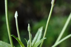 Epilobium roseum