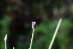 Epilobium roseum