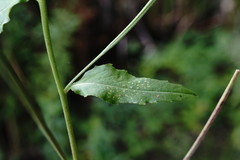 Epilobium roseum
