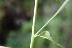 Epilobium roseum