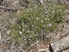 Wahlenbergia obovata