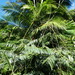 Rattan Palms - Photo (c) Steve Fitzgerald, some rights reserved (CC BY-SA), uploaded by Steve Fitzgerald