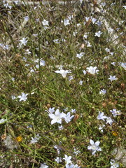 Wahlenbergia obovata