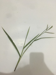 Paspalum plicatulum