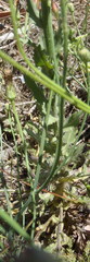 Wahlenbergia obovata