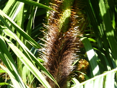 Calamus radicalis