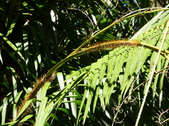 Calamus radicalis