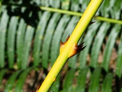Calamus radicalis