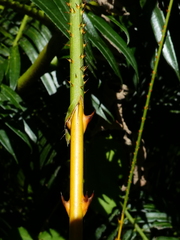 Calamus radicalis