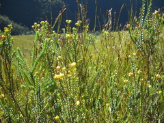 Penaea cneorum cneorum