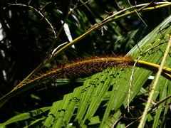 Calamus radicalis
