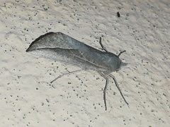 Compsoptera opacaria