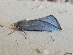 Compsoptera opacaria