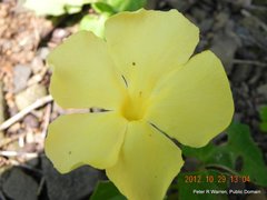 Thunbergia neglecta
