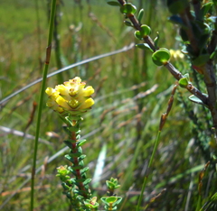 Penaea cneorum cneorum