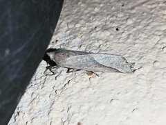 Compsoptera opacaria