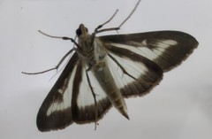 Cydalima perspectalis