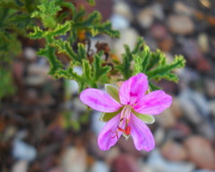 Pelargonium quercifolium