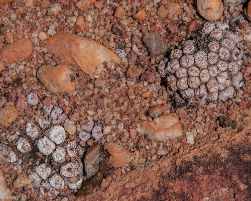 Conophytum comptonii