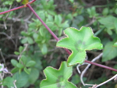 Pelargonium peltatum
