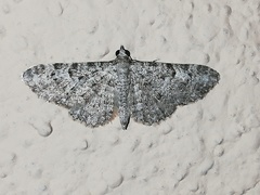 Eupithecia semigraphata
