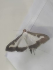 Cydalima perspectalis