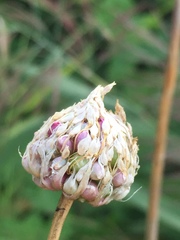 Allium