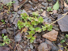 Viola sacchalinensis