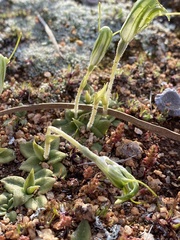 Pterostylis setulosa