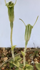 Pterostylis setulosa